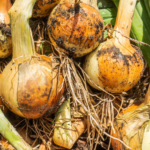 raw onions in a field