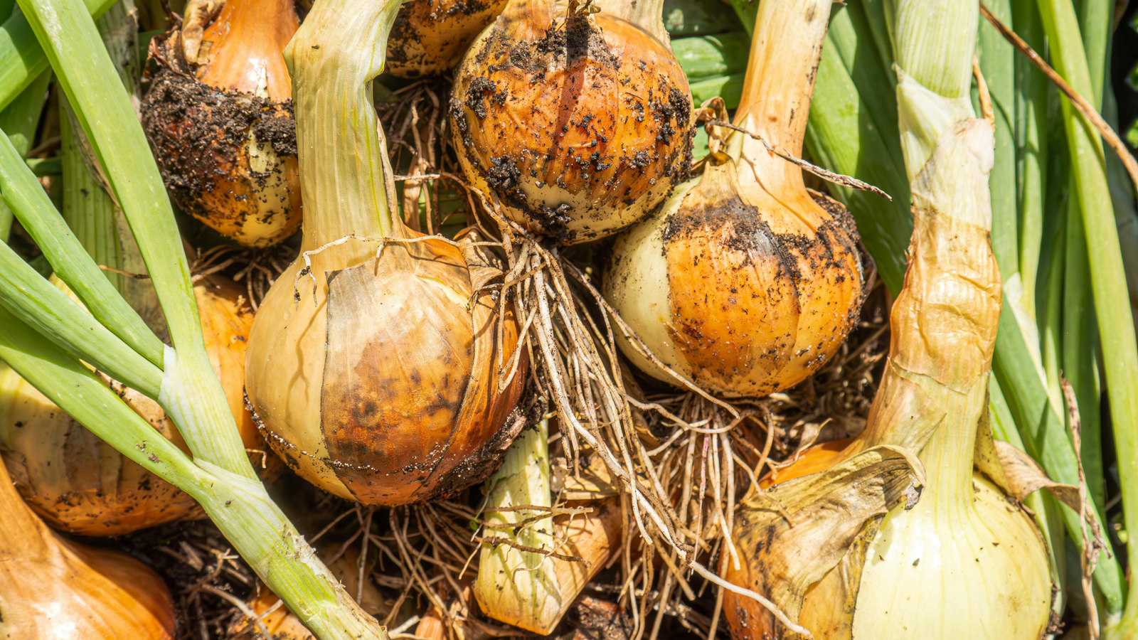 raw onions in a field
